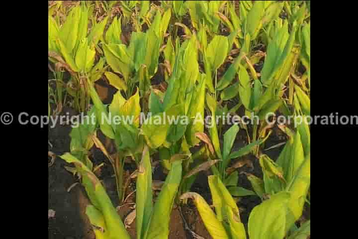 leaf curl virus product